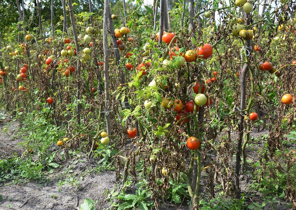 Чем обработать помидоры от фитофторы: 16 эффективных средств и методы2