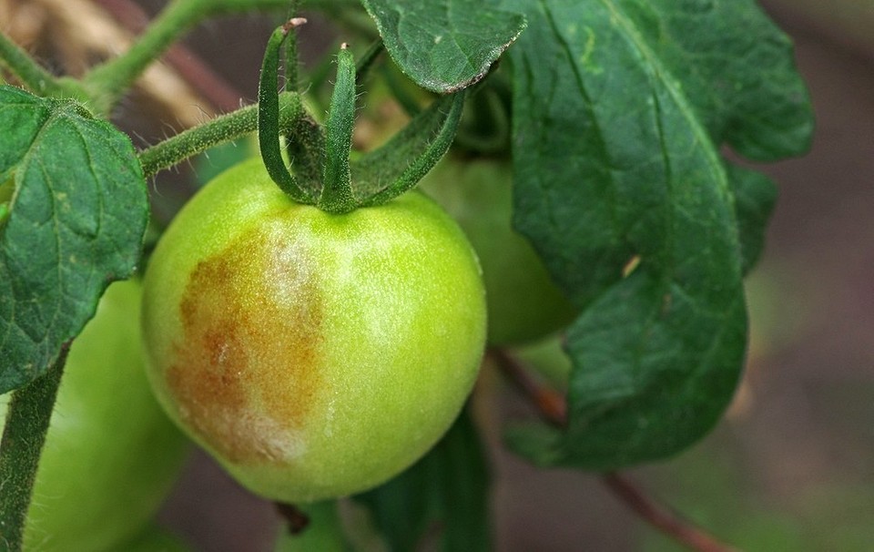 Чем обработать помидоры от фитофторы: 16 эффективных средств и методы1
