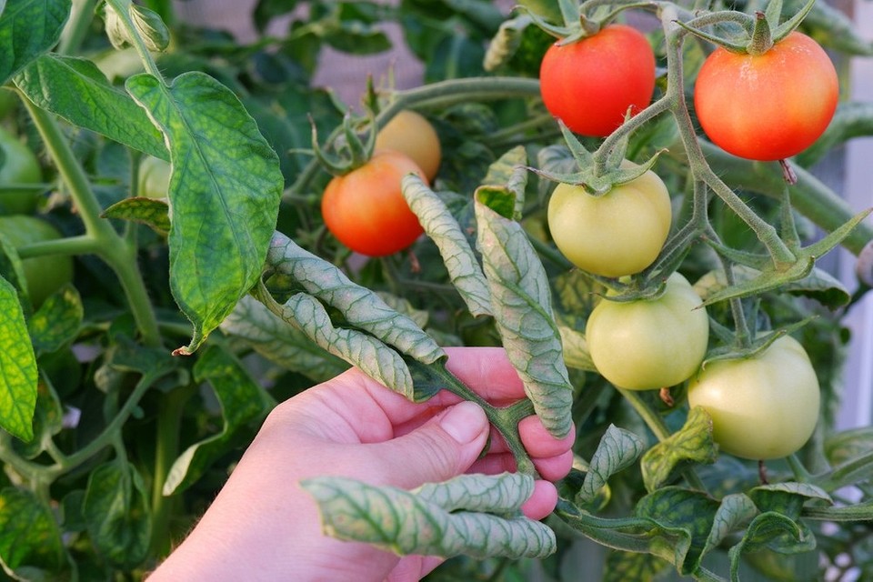 Чем обработать помидоры от фитофторы: 16 эффективных средств и методы3