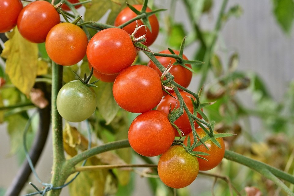Чем обработать помидоры от фитофторы: 16 эффективных средств и методы9