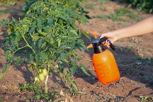 Чем обработать помидоры от фитофторы: 16 эффективных средств и методы0