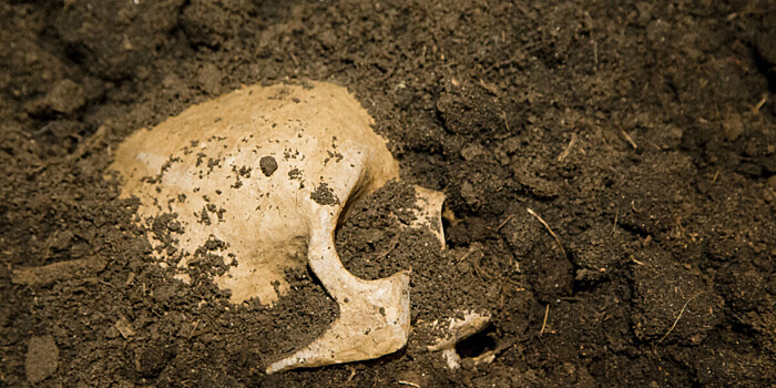 В Китае реконструировали череп древнего «человека-дракона»