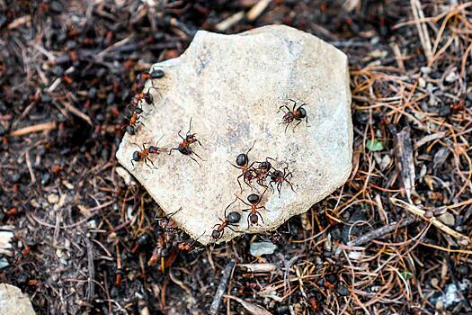 Как избавиться от муравейника на газоне