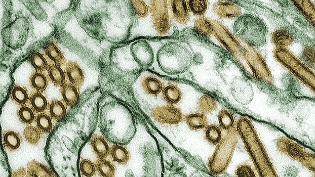 Ученые назвали маловероятной передачу вируса АЧС через корма