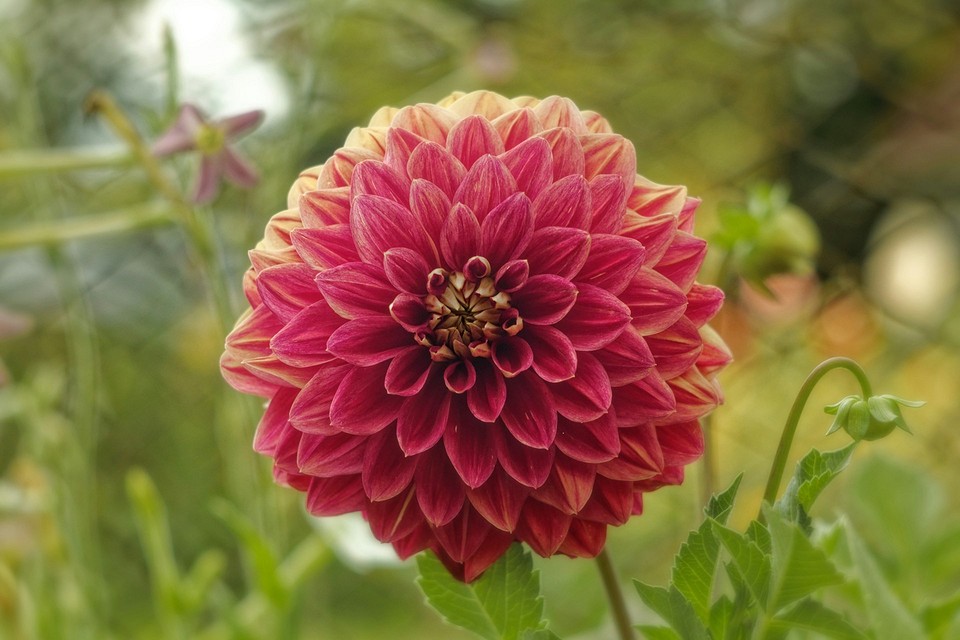 Идеальная клумба без хлопот: 7 красивых цветов для начинающих садоводов4