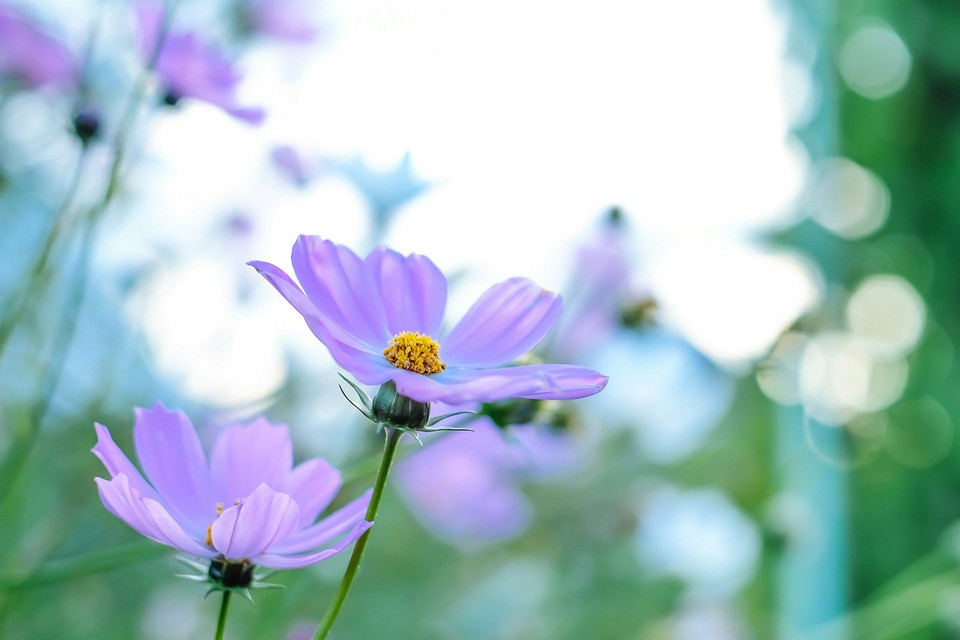 Идеальная клумба без хлопот: 7 красивых цветов для начинающих садоводов5