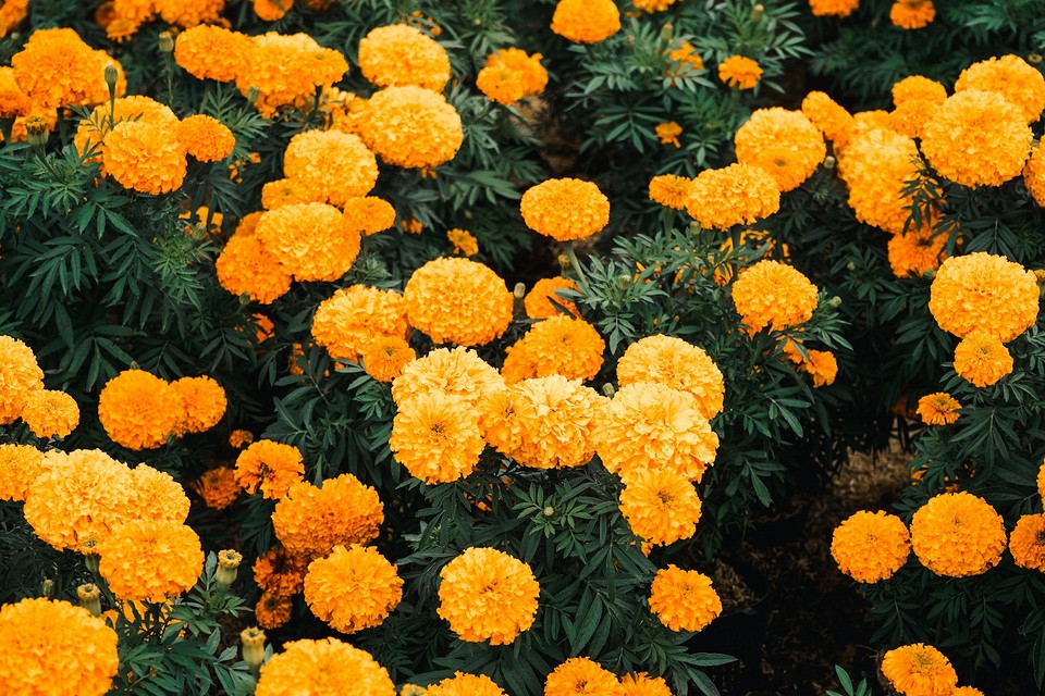 Идеальная клумба без хлопот: 7 красивых цветов для начинающих садоводов3