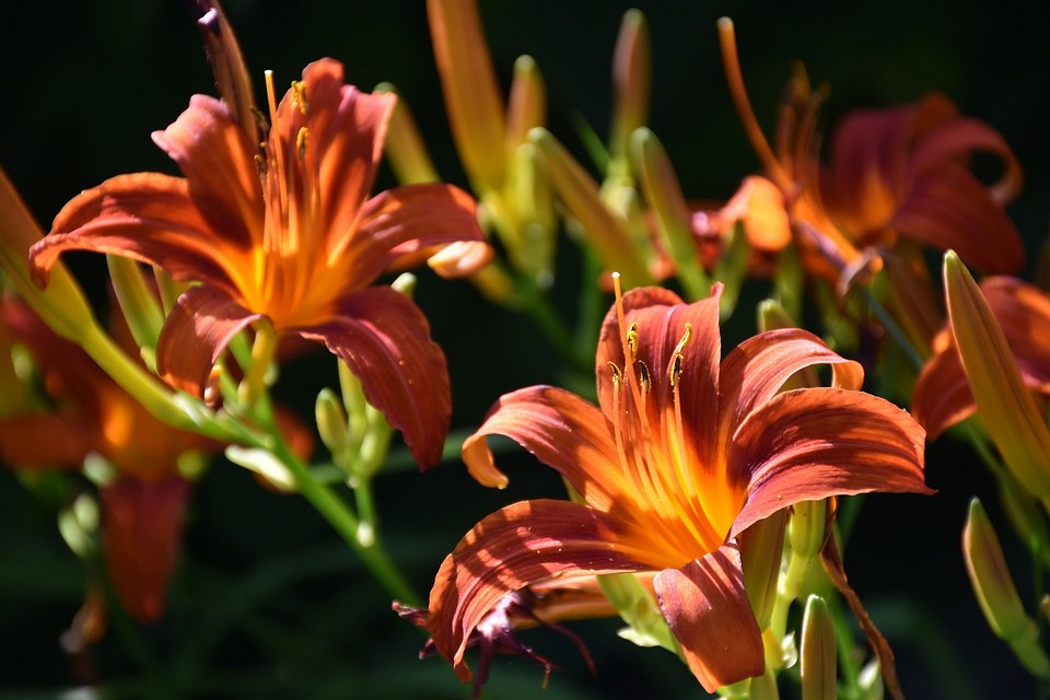 Идеальная клумба без хлопот: 7 красивых цветов для начинающих садоводов1