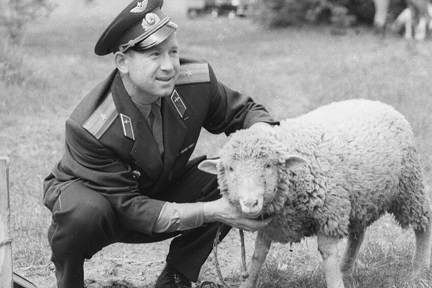 Алексей Леонов оценивает барана, присланного в подарок летчику-космонавту Юрию Гагарину, 1964 год