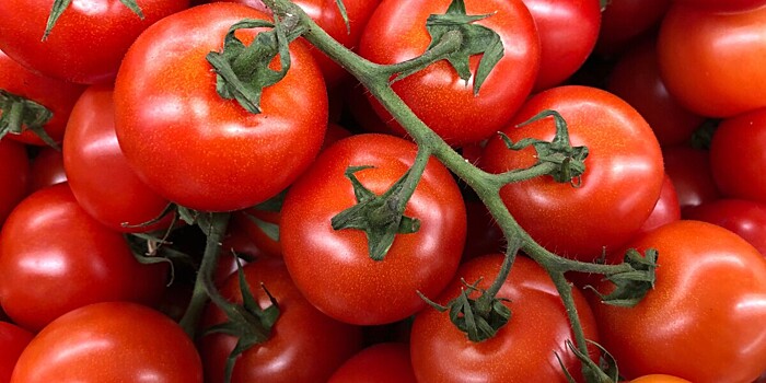 Эксперт рассказал, как правильно сажать первые томаты в грунт
