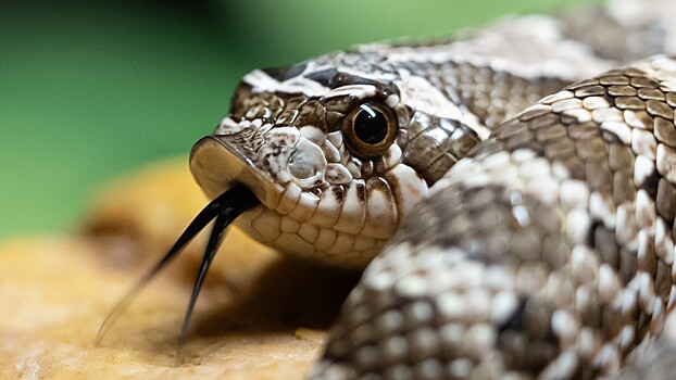 Какие опасные змеи живут в России и как избежать их укуса