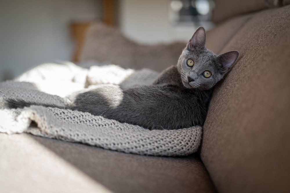 Лучшие породы кошек для квартиры: выбираем спокойного и ласкового питомца13