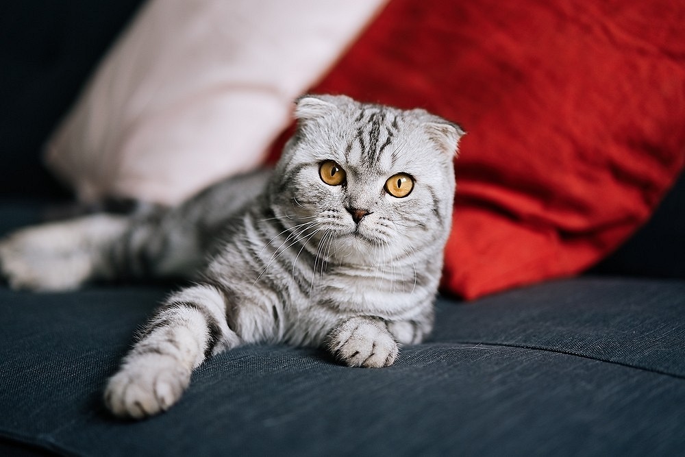 Лучшие породы кошек для квартиры: выбираем спокойного и ласкового питомца8