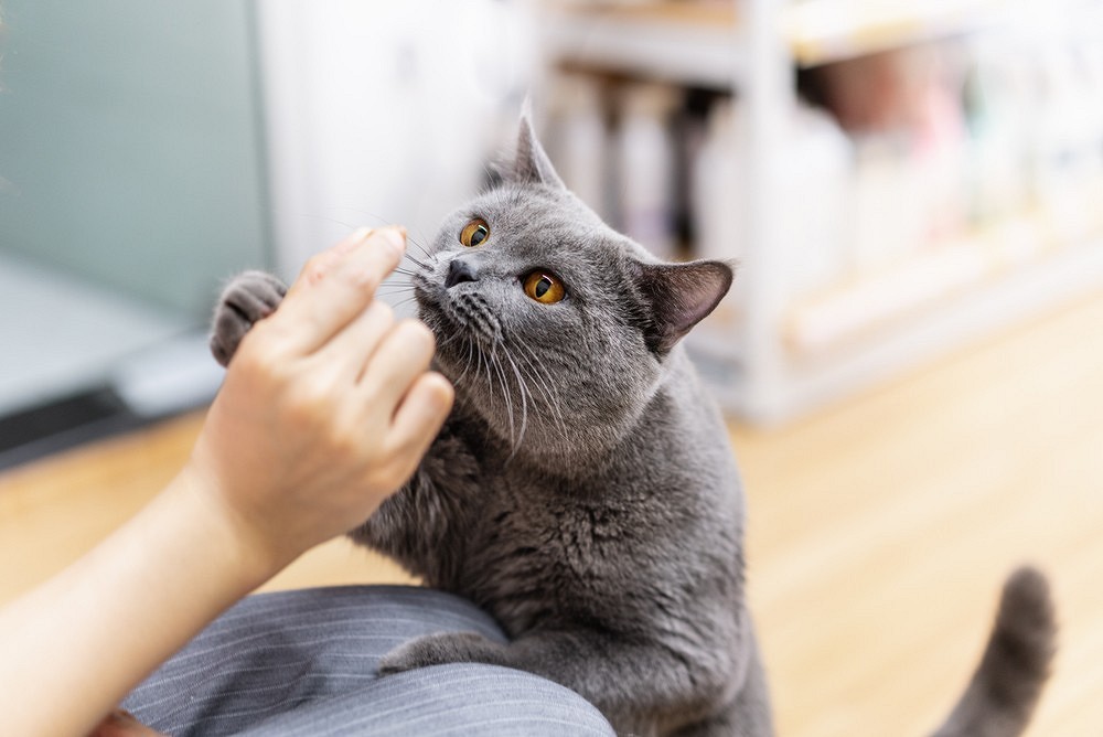 Лучшие породы кошек для квартиры: выбираем спокойного и ласкового питомца5