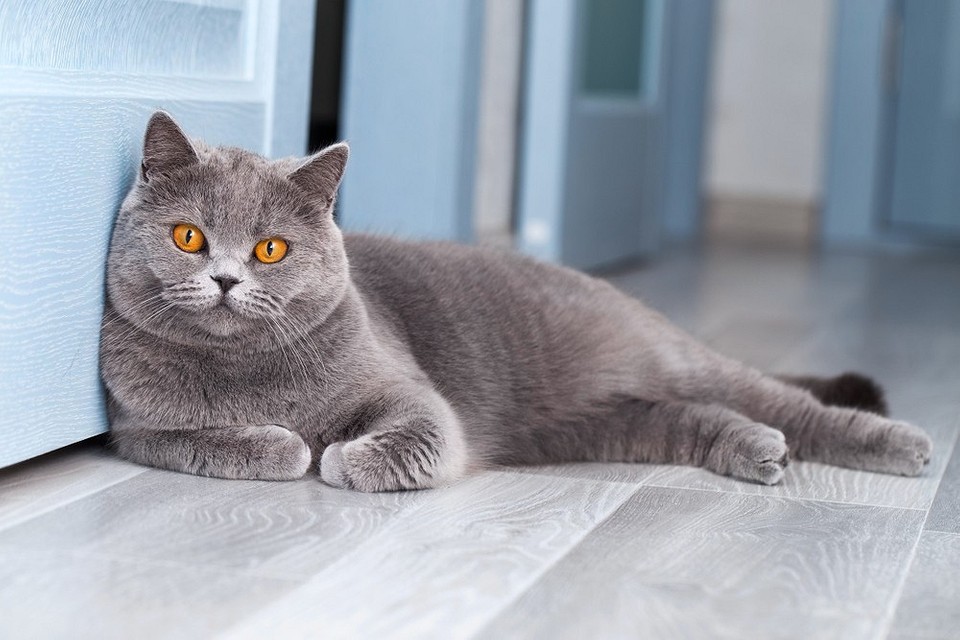 Лучшие породы кошек для квартиры: выбираем спокойного и ласкового питомца2