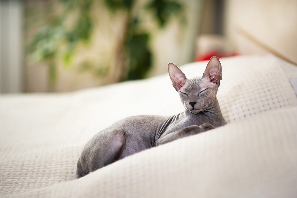 Лучшие породы кошек для квартиры: выбираем спокойного и ласкового питомца20