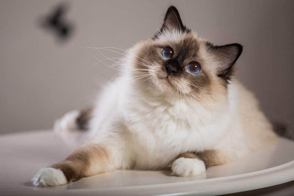 Лучшие породы кошек для квартиры: выбираем спокойного и ласкового питомца14