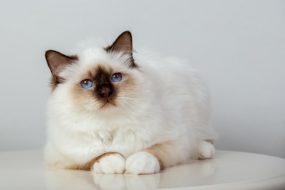Лучшие породы кошек для квартиры: выбираем спокойного и ласкового питомца16