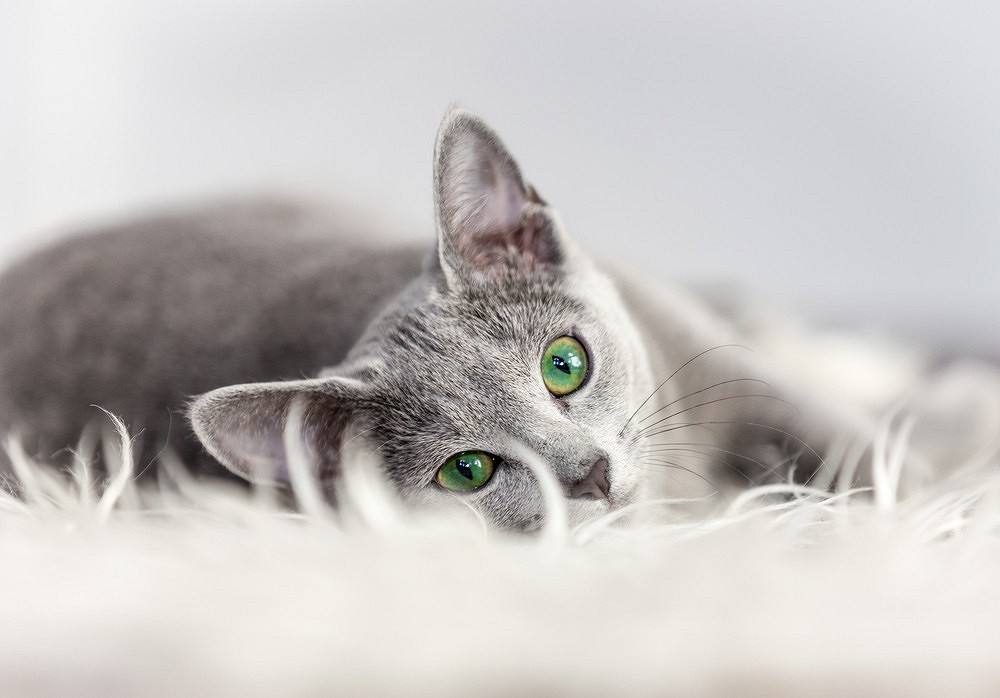 Лучшие породы кошек для квартиры: выбираем спокойного и ласкового питомца12