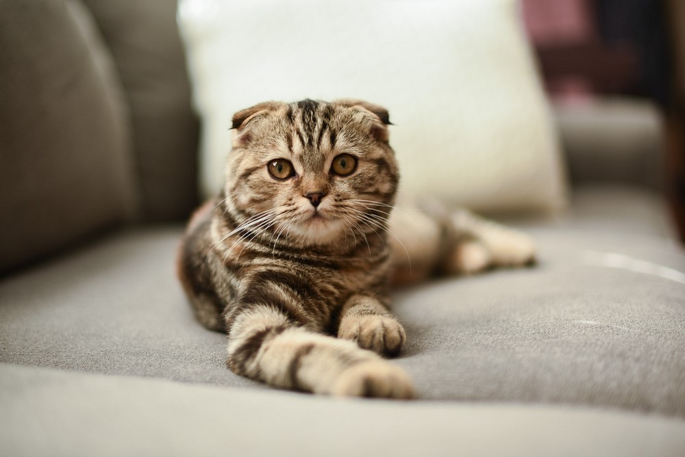Лучшие породы кошек для квартиры: выбираем спокойного и ласкового питомца7