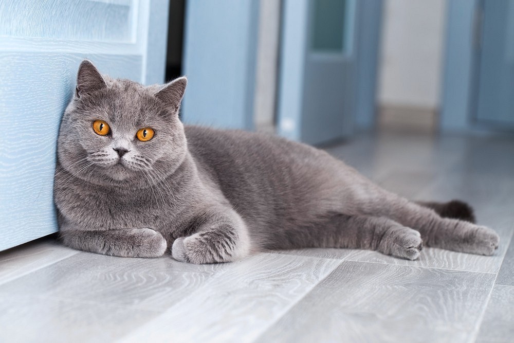 Лучшие породы кошек для квартиры: выбираем спокойного и ласкового питомца4
