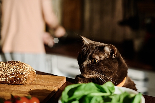 Можно ли кошкам давать хлеб?