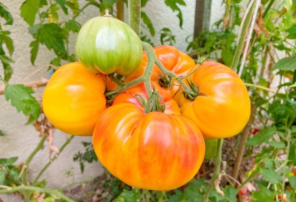 Не тратьте на них время: 7 худших сортов томатов5