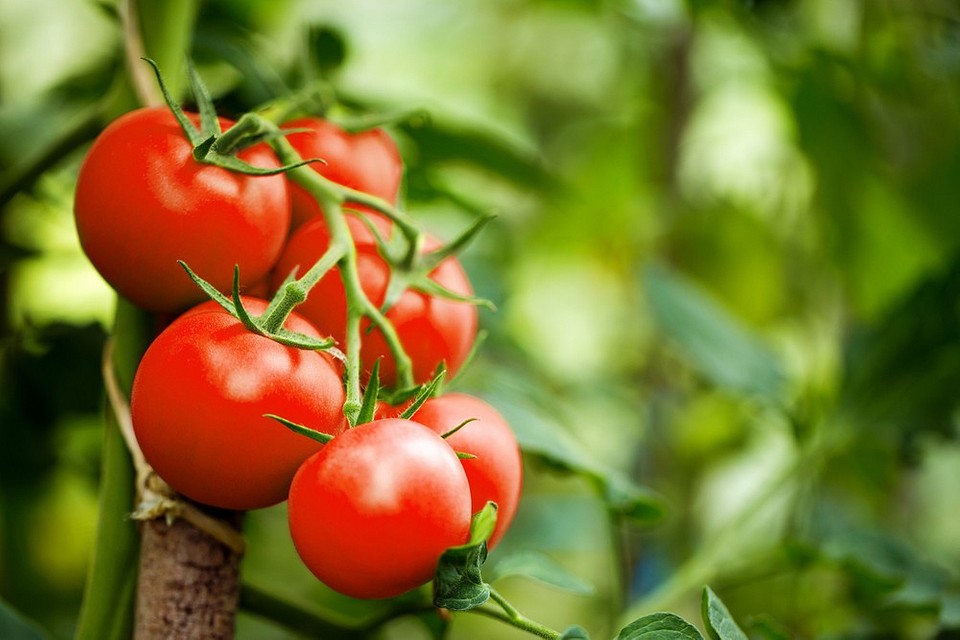 Не тратьте на них время: 7 худших сортов томатов2