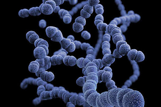 Chem: бактерии Pendulisporaceae производят молекулы, подавляющие вирусы и грибки
