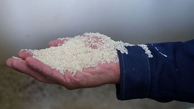 Россия продлит запрет на экспорт риса