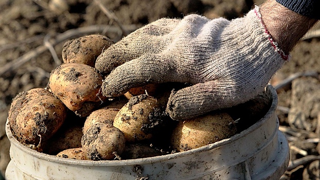 Россиян предупредили о последствиях продажи картофеля с дачи