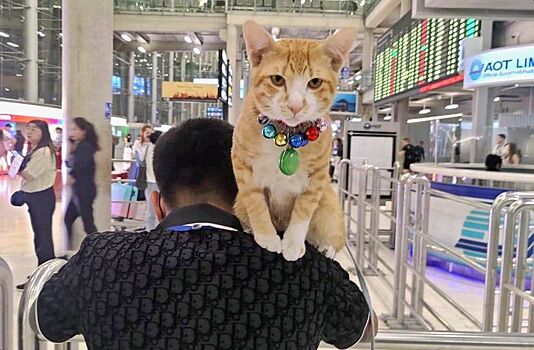 Рыжему коту отказали в прогулках по аэропорту Бангкока