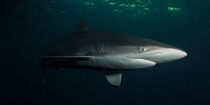 Шелковая акула установила мировой рекорд по дальности миграции
