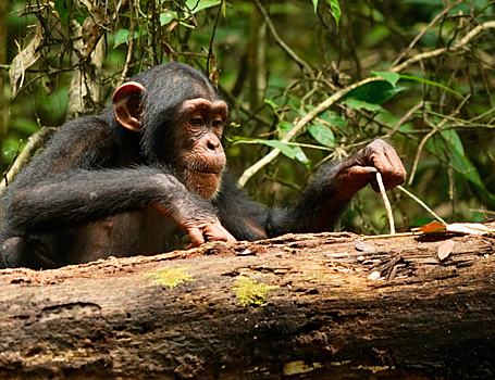 Шимпанзе сохраняют способность к обучению даже во взрослом возрасте
