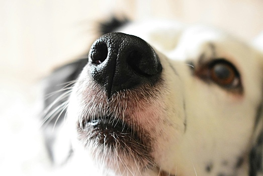 Собачий нюх оказался острее, чем думали ученые