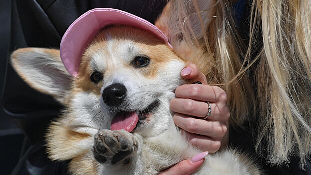 Собянин: В июне пройдет цикл мероприятий для собак и их владельцев