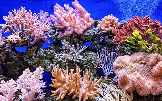 Ученые раскрыли тайну сексуальной жизни кораллов