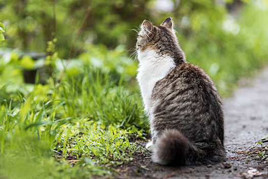 Ветеринар посоветовала обрабатывать от клещей выезжающих на дачу кошек