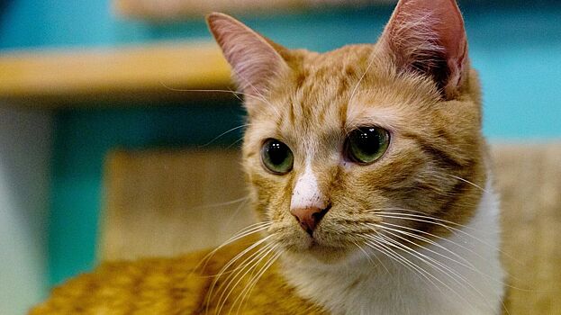 Ветеринар предупредил об опасности открытых окон для кошек