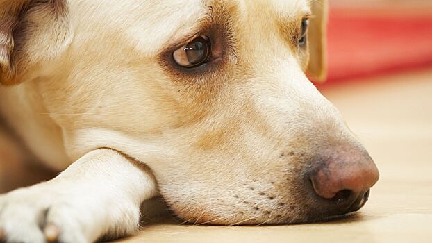 Ветеринар рассказал, как предотвратить тепловой удар у собаки