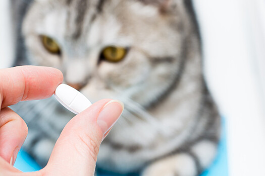 Ученые впервые вылечили кота от незаживающей раны с помощью вирусов