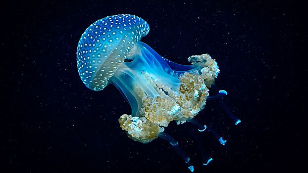 В Анапе сообщили о массовом появлении медуз