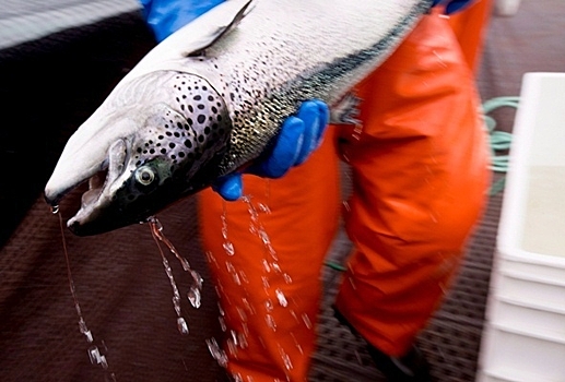 В Петербурге выпустили в Неву тысячи особей атлантического лосося