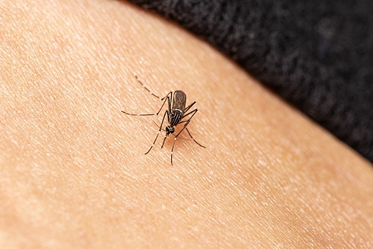 Врач назвала четыре причины, по которым комары кусают чаще