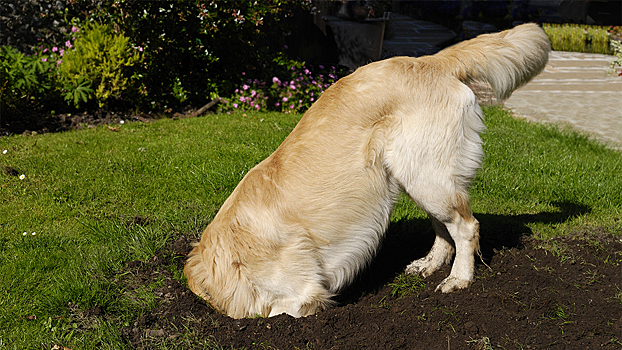 Что делать, если собака роет ямы в огороде