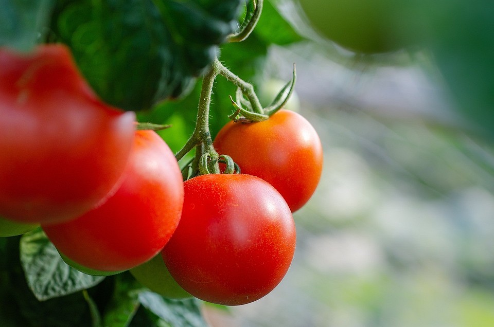Что сделать, чтобы помидоры быстрее краснели: советы по ускорению созревания1