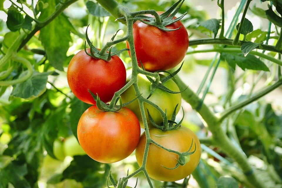 Что сделать, чтобы помидоры быстрее краснели: советы по ускорению созревания6