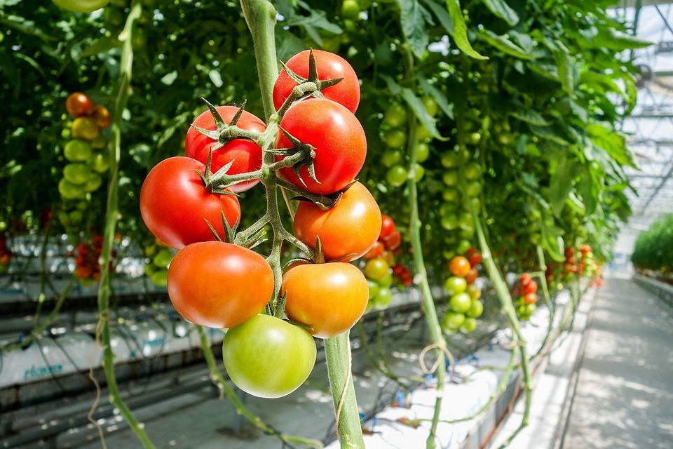 Что сделать, чтобы помидоры быстрее краснели: советы по ускорению созревания5