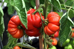 Что сделать, чтобы помидоры быстрее краснели: советы по ускорению созревания0