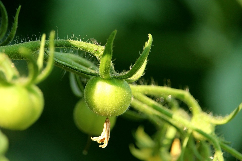 Что сделать, чтобы помидоры быстрее краснели: советы по ускорению созревания3